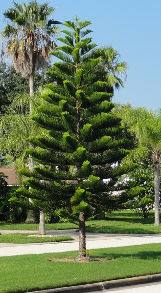 Norfolk Island Pine Garden Snips