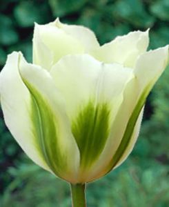 Viridiflora tulipan (Viridiflora tulip)